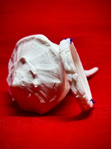 Shankha Sutra Everyday Lite Sakha